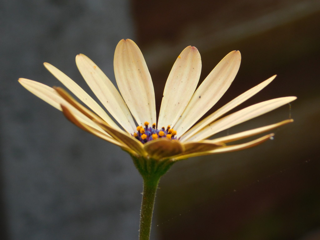 Flower by 365anne