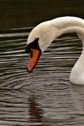 13th Aug 2017 - M is for Mute Swan