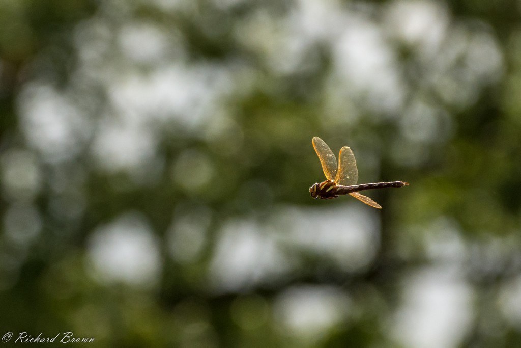 Dragonfly  by rjb71