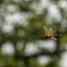 Dragonfly  by rjb71