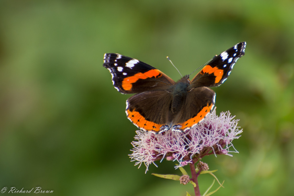 Red Admiral  by rjb71