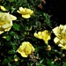 Yellow Roses ~ by happysnaps