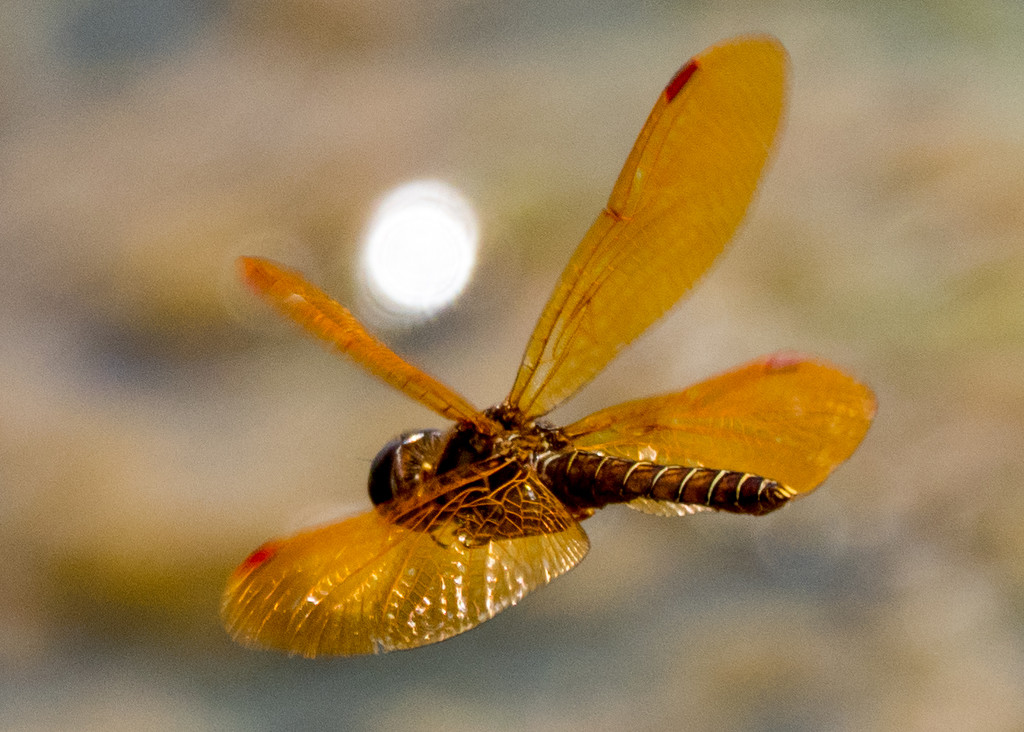 Orange Dragonfly in flight over water by rminer