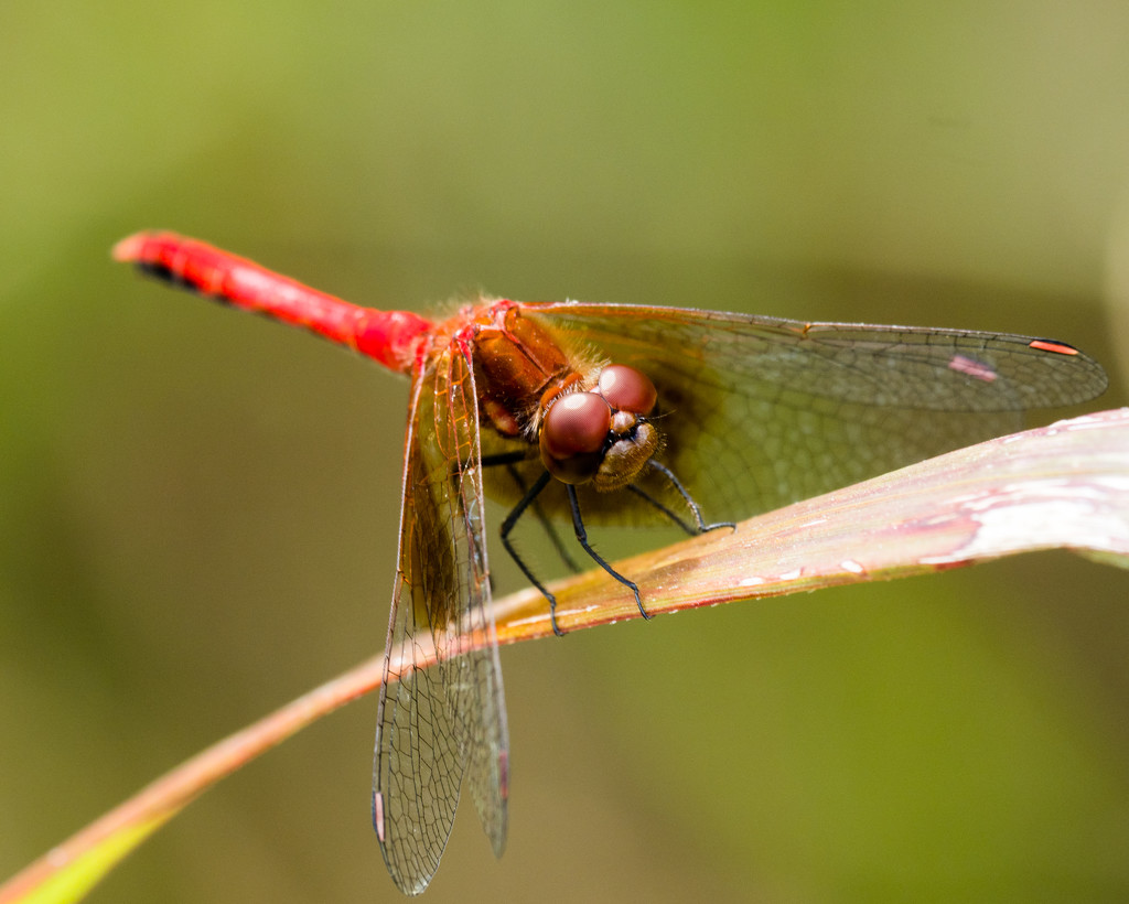 Small Red Dragonfly Landscape by rminer