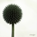 Globe Thistle by radiogirl