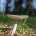 Mushroom #1... by thewatersphotos
