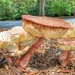 Fungus amongus by scottmurr