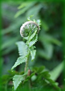 7th Aug 2017 -   Fern Frond. 