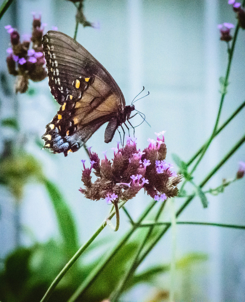 Profile of a Butterfly by marylandgirl58