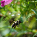 Bee Flying by marylandgirl58