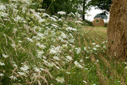 13th Aug 2017 - queen anns lace