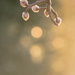 Buds and Bokeh  by nicolecampbell