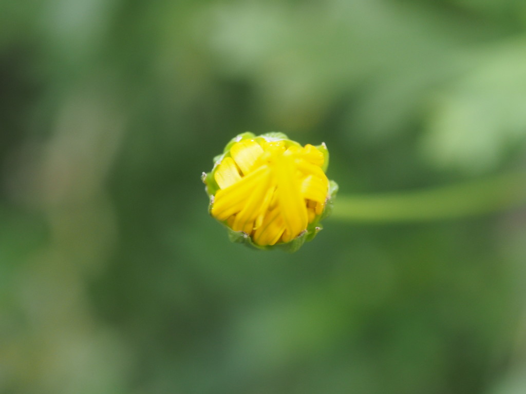 Yellow daisy bud by Dawn