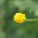 Yellow daisy bud by Dawn