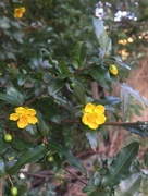 12th Aug 2017 - Little yellow flowers