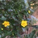 Little yellow flowers by kjarn