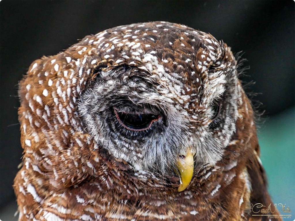 Wood Owl by carolmw