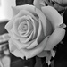 Friendship Rose by carole_sandford