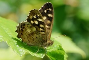 12th Aug 2017 - SPECKLED WOOD