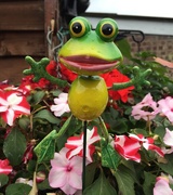 14th Aug 2017 - Frog