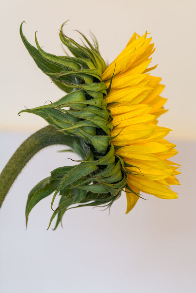 Sunflower  by rumpelstiltskin