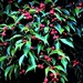 Red Berries on Black ~ by happysnaps