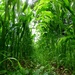 Maize jungle by julienne1