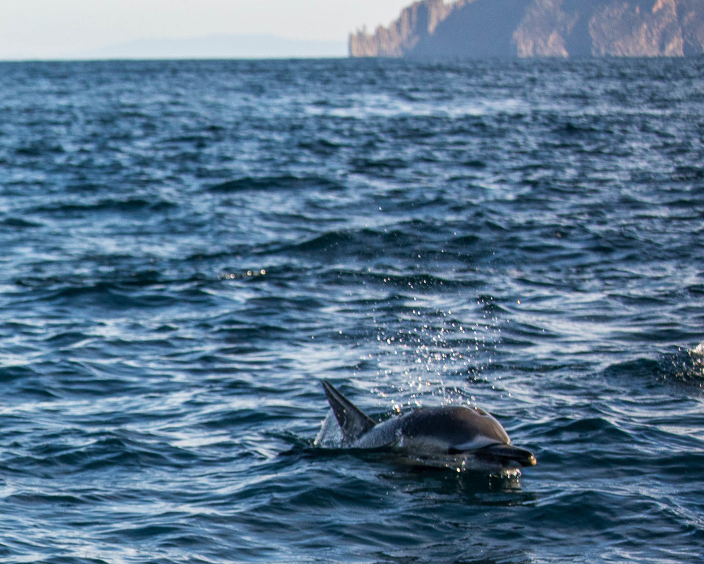 Tasman Island Dolphin by jyokota