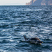 Tasman Island Dolphin by jyokota