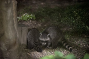 30th Jul 2017 - Baby Coons