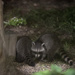 Baby Coons by lstasel