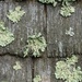 Lichen by meotzi
