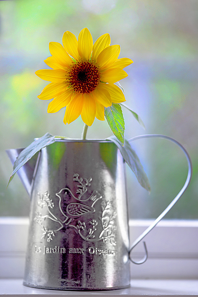 Sunflower in a metal pot! by fayefaye