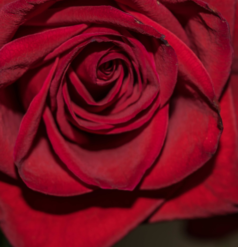 Red Rose by marylandgirl58