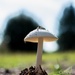 Mushroom #2... by thewatersphotos