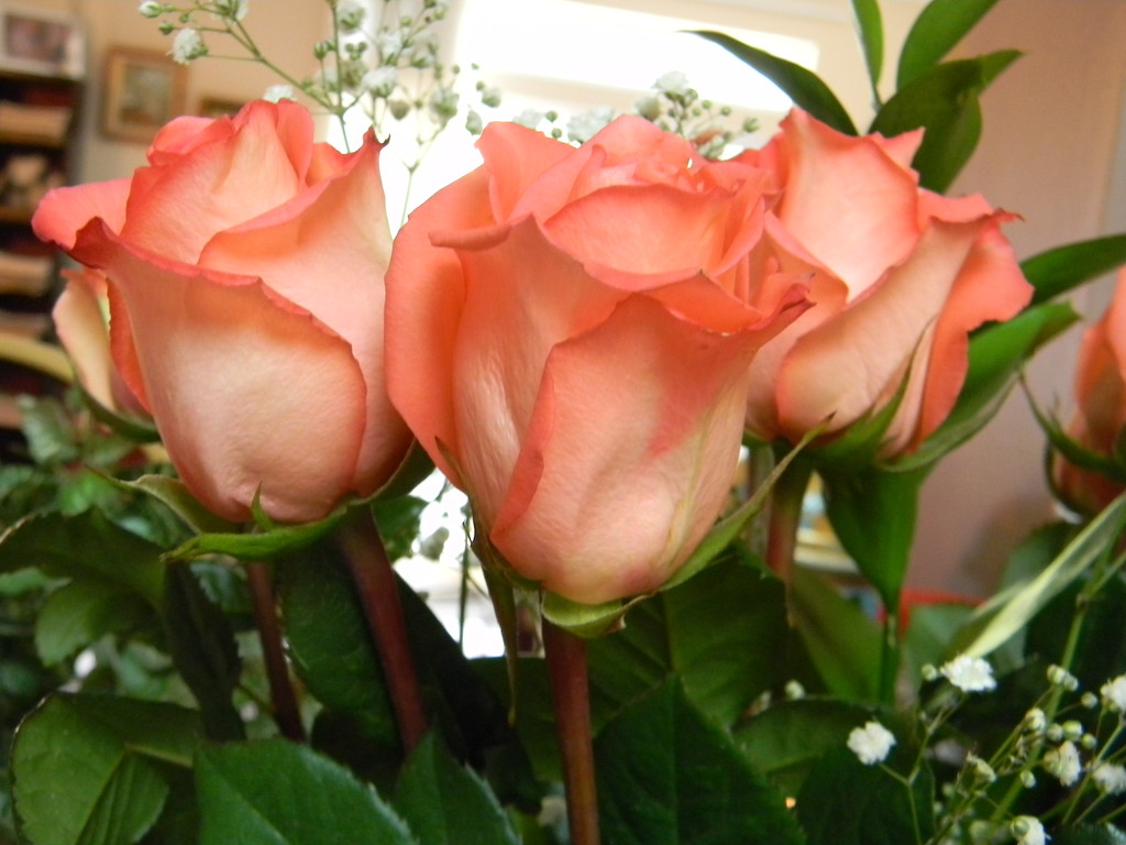 Closeup of Roses by sfeldphotos
