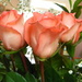 Closeup of Roses by sfeldphotos