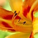 Daylily Closeup by lynnz
