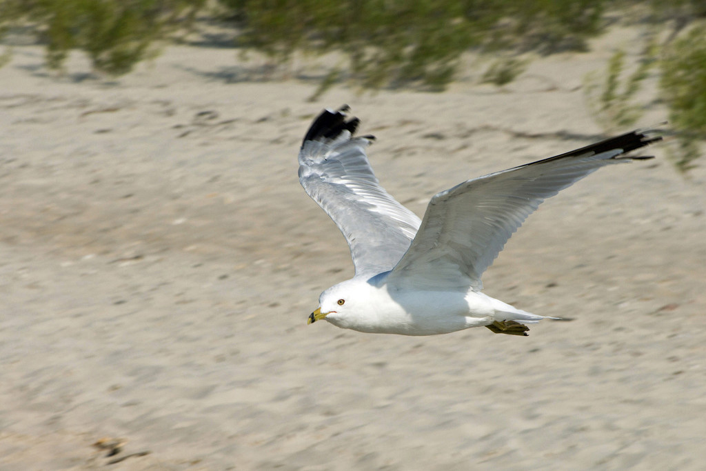 Flying Low by gaylewood