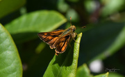 14th Aug 2017 - ~Skipper Butterfly~