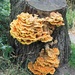 Fungi by harbie