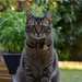 Posing like a good cat!  by parisouailleurs
