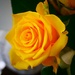 Yesterday's Rose by carole_sandford
