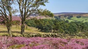 15th Aug 2017 - Heather clad hills and drystone walls