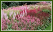 13th Aug 2017 - The collection of Astilbes, Holker.