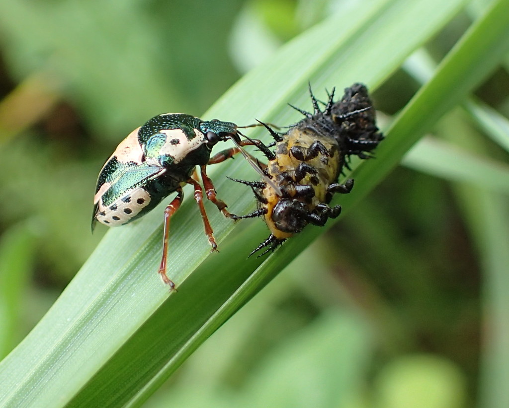 Predatory Stinkbug vs Tortoise Beetle Instar by cjwhite