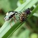 Predatory Stinkbug vs Tortoise Beetle Instar by cjwhite