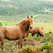 Icelandic horse 4 by elisasaeter
