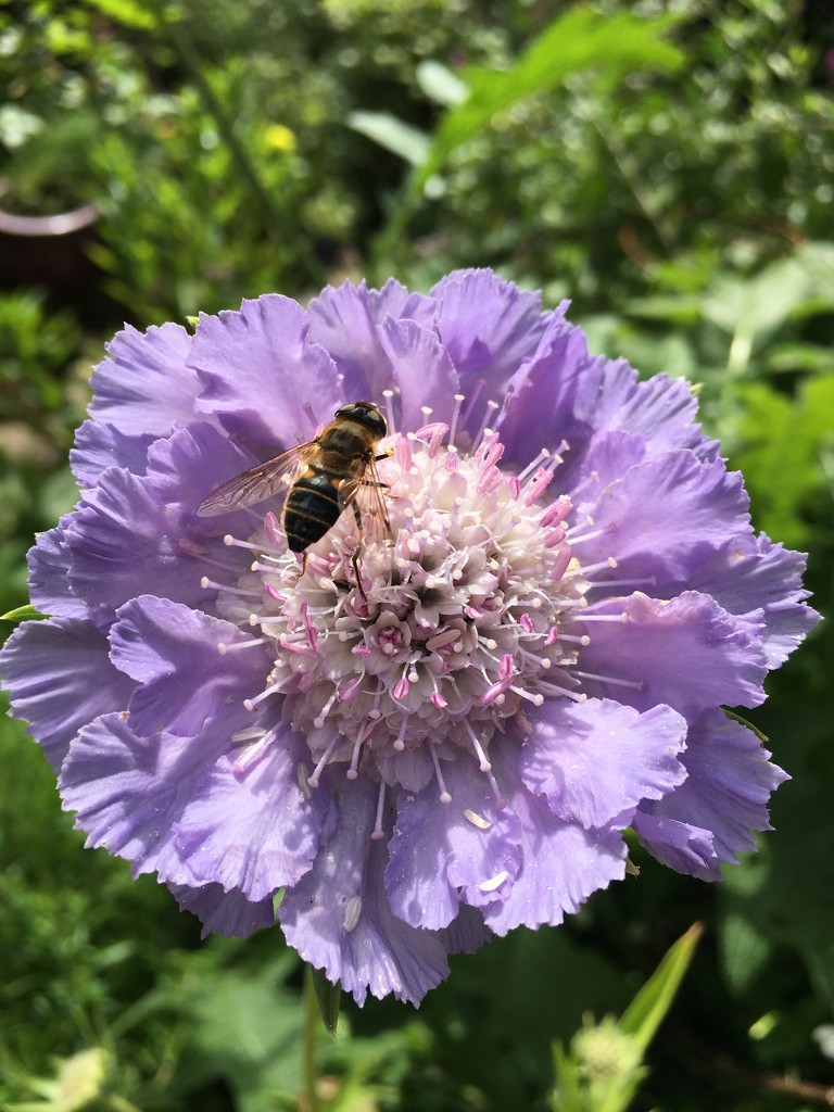 Scabiosa with bee by 365projectmaxine