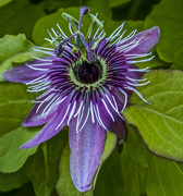 15th Aug 2017 - Passion Flower